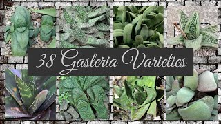 38 Gasteria Varieties [upl. by Fernandina]