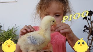 POLLITO PIO cancion del pollito para niños [upl. by Ggerc879]