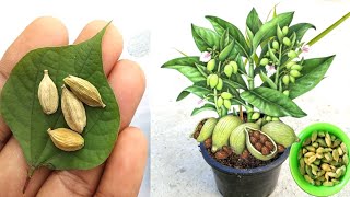 Tips for growing Cardamom from seeds how to grow elaichi [upl. by Ambrogino]