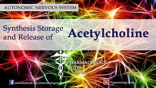 Synthesis Storage and Release of Acetylcholine [upl. by Sosanna421]