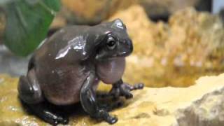 litoria caerulea male singing [upl. by Ynaitirb636]