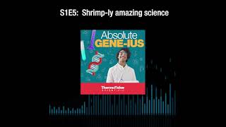 Absolute Geneius S1E5 Shrimply amazing science [upl. by Nnailuj]