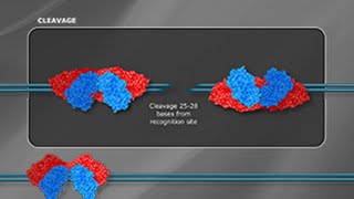 What is a Type III Restriction Enzyme [upl. by Htezil]