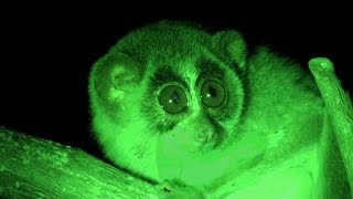 The Slender Loris Loris tardigradus  Nocturnal Indian Primate [upl. by Elisabet842]