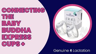 Connecting the BabyBuddha Express Cups [upl. by Lonni674]