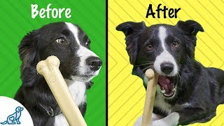 7 Ways To Train Your Dog To Like Chew Toys  Professional Dog Training Tips [upl. by Atsyrk172]