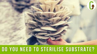 Sterilisation vs Pasteurisation in Mushroom Cultivation I How To Grow Mushrooms I GroCycle [upl. by Amandi]