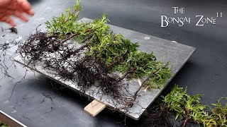 Planting a Thuja Forest from Seeds and Updates The Bonsai Zone May 2024 [upl. by Esirahc280]