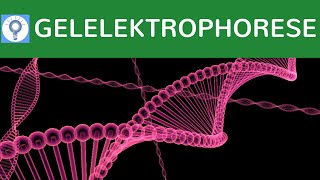 Gelelektrophorese am Beispiel der DNA einfach erklärt  Aufbau Ablauf amp Praxisbeispiele  Analyse 1 [upl. by Gibrian876]