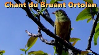 BRUANT ORTOLAN  Chant doiseau [upl. by Zeb]