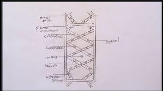 How To Draw SPIROGYRA CELL DIAGRAM  Simple and neat spirogyra Drawing step by step [upl. by Arze]