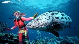 La grande barrière de corail  Australie [upl. by Tallou]