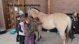 Stal van Brenk PONYKAMP [upl. by Aleicarg]