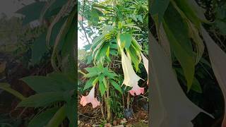 Brugmansia versicolor shorts flowers plants trend [upl. by Tabb]