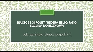 Bluszcz Hedera helix Ivy jak rozmnożyć bluszcz How to propagate [upl. by Leftwich495]