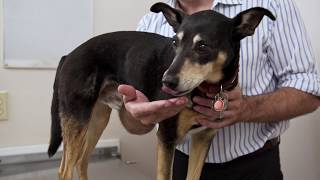 Canine Physiotherapy  how to do physiotherapy for your pet at home [upl. by Olympium]