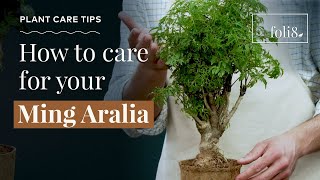 Ming Aralia Plant Care Tips 🌿 Polycias fruitcosa houseplant [upl. by Dar862]