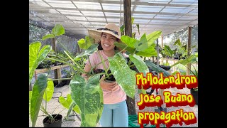 Philodendron Jose Buano Propagation  Florida Gardening [upl. by Khajeh116]