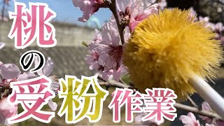 ♯062【受粉作業】桃の花に花粉をつけよう【春の農作業】 [upl. by Camellia]