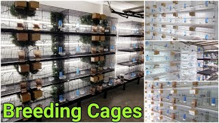 My Bird Breeding Cages And Set Up  Finch Breeding Room  Aviary [upl. by Reg]