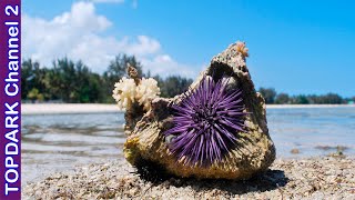 10 Increíbles Erizos de Mar [upl. by Imoyik227]