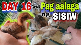 MALULUSOG NA SISIW SWEATER PALAWAN GOLD HENNIE  HENNIE NA MANOK  PAG AALAGA AT PAPALAKI NG SISIW [upl. by Acirret972]