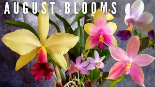 Orchid Highlights  Orchids in Bloom Spike amp Updates for August  Whats Exciting Right Now [upl. by Ddart]