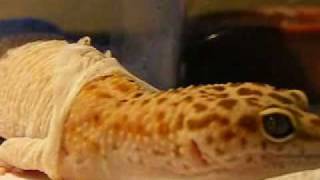 The Shedding Process  Leopard Geckos [upl. by Woodsum]