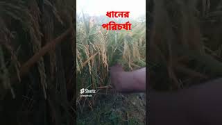 জমি থেকে পাকা ধান কাটা হচ্ছে paddypaddy cuttingpaddy cutting videofieldfarmervillage life [upl. by Sollows]