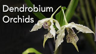 Dendrobium Orchid Varieties [upl. by Novat]