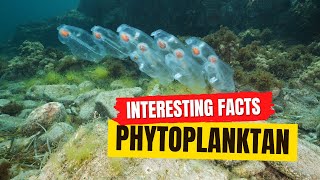 Phytoplankton Facts [upl. by Bibbye]