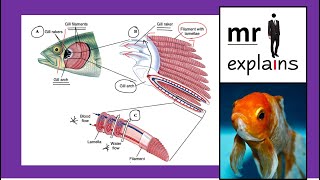 mr i explains Gas Exchange in Fish [upl. by Valerian]