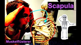 Knöcherne Strukturen der Scapula  Muskelflüsterer [upl. by Margot]