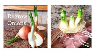 How to Regrow Onions from Scraps March 2017 [upl. by Akehsar262]