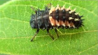 Multicolored Asian Lady Beetle Larva Coccinellidae Harmonia axyridis [upl. by Beeson]