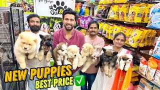 New Puppies Cheapest Dog Shop  Pet Shop in Hyderabad [upl. by Allisirp80]