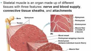 2113 Chapter 9 Muscles and Muscle Tissue Part A [upl. by Pelletier]