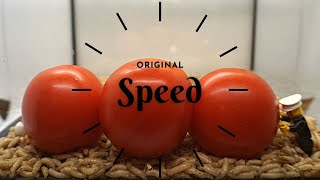 Maggots Turn Into Flies and Tomatoes TimeLapse Real Time [upl. by Lederer]