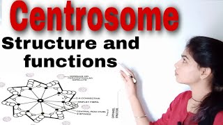 Centrosome  Cell biology Bsc I paper III unit II [upl. by Vanya]