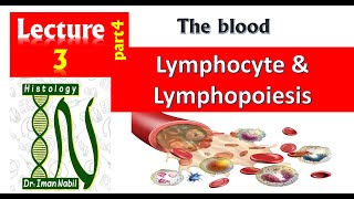 3d Histology of White blood cells part4Lymphocytes and lymphopoiesisBlood and lymphoid system [upl. by Richman]