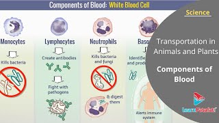 Transportation in Animals and Plants Class 7 Science  Components of Blood [upl. by Laurentium]