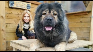 DOG KILLERS  TOP 5 WORLDS DEADLIEST DOGS  Caucasian Ovcharka Kangal Malinois Rottweiler [upl. by Werna]