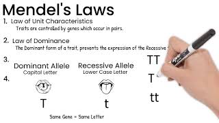 Mendels Laws Short Simple Science [upl. by Yeknarf]