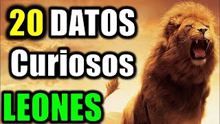 20 Datos Curiosos de los Leones  El Rey de la Selva [upl. by Siahc]