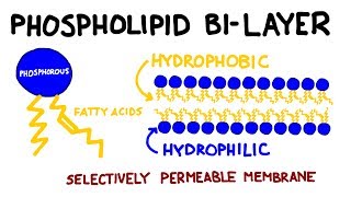 Carbohydrates and Lipids Key Biomolecules I [upl. by Hindu496]