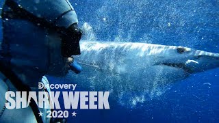 Diving with Mako Sharks  Shark Week [upl. by Maura723]