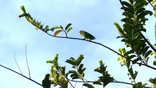 Caica Parrots Pyrilia caica French Guiana [upl. by Rugg]