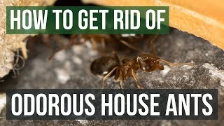 How to Get Rid of Odorous House Ants 4 Easy Steps [upl. by Lucchesi684]