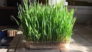 How to Grow WheatGrass Without Soil in 12 Days  Daisy Creek Farms [upl. by Rojas]