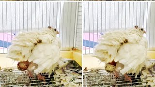 Raising Quail Female Quail is laying an egg [upl. by Mcgrody]